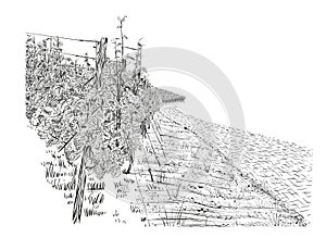 Landscape of vineyard with stone road. Closeup bush of grape on first plan. Vector illustration in sketch style on white