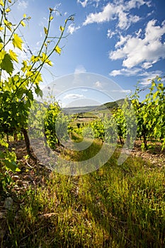 Landscape of vineyard and summer