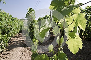 Landscape in the vineyard in the summer