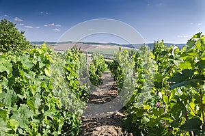 Landscape in the vineyard in the summer