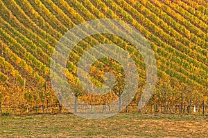 Landscape of vineyard of  tuscany in autumn in Italy