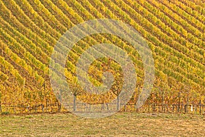 Landscape of vineyard of  tuscany in autumn in Italy