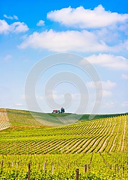 Landscape with vineyard in Tuscany, Italy