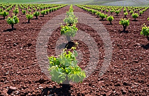 Landscape with vineyards