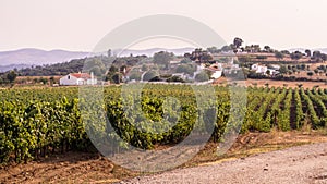 Landscape with vineyards around Estremoz, Evora distric, Portugal