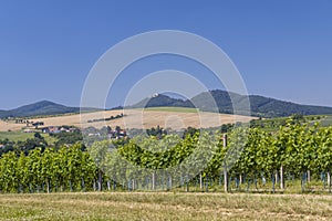 Landscape with vineyards and Buchlov castle, Slovacko, Southern Moravia, Czech Republic