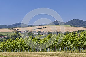 Landscape with vineyards and Buchlov castle, Slovacko, Southern Moravia, Czech Republic