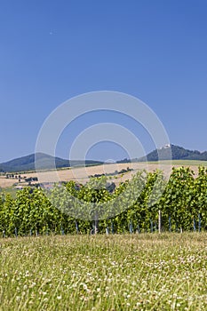 Landscape with vineyards and Buchlov castle, Slovacko, Southern Moravia, Czech Republic