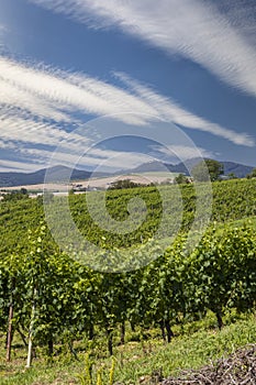 Landscape with vineyards and Buchlov castle, Slovacko, Southern Moravia, Czech Republic