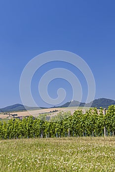 Landscape with vineyards and Buchlov castle, Slovacko, Southern Moravia, Czech Republic