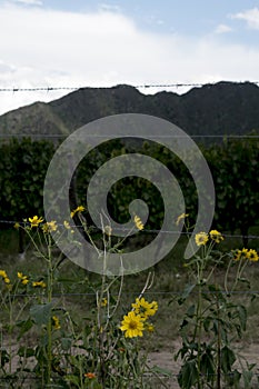 landscape of the vineyards in Cafayate