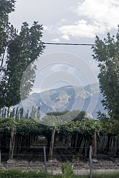 landscape of the vineyards in Cafayate
