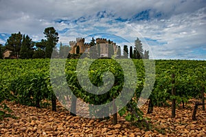 Landscape of vineyards at chateauneuf du pape with cobble stones or galet and chateau  ,provence, France photo