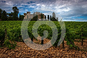 Landscape of vineyards at chateauneuf du pape with cobble stones or galet and chateau  ,provence, France photo