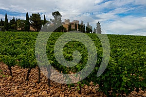 Landscape of vineyards at chateauneuf du pape with cobble stones or galet and chateau  ,provence, France photo