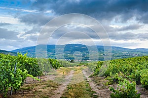 Landscape of vineyards and footpath at sunrise, Beaujolais