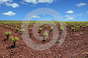 Landscape with vineyards and house