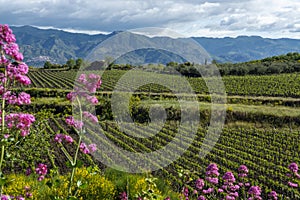 Landscape with vineyards and mountain range  near Mount Etna on Sicily island, South of Italy, South of Italy