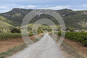 Landscape with vineyards in Penedes,wine cava region,Vilafranca photo