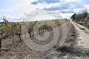 Landscape with vineyards in Penedes,wine cava region,Vilafranca photo