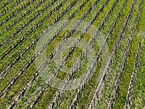 landscape of the vineyards of the Piedmontese Langhe, taken from above with a drone
