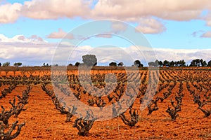 Landscape of vineyards under gray sky in Castilla la Mancha photo