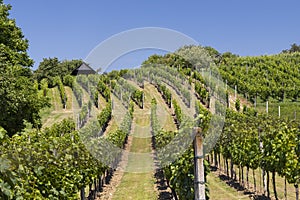 Landscape with vineyards, Slovacko, Southern Moravia, Czech Republic