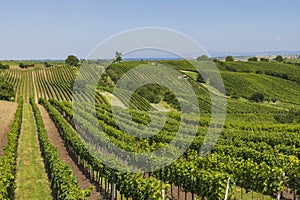 Landscape with vineyards, Slovacko, Southern Moravia, Czech Republic