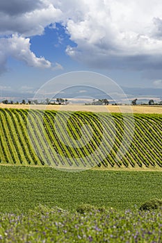 Landscape with vineyards, Slovacko, Southern Moravia, Czech Republic