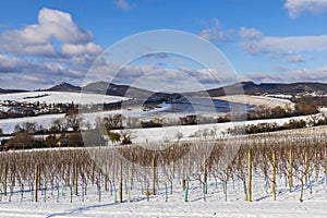 Landscape with vineyards, Slovacko, Southern Moravia, Czech Republic