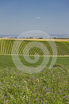 Landscape with vineyards, Slovacko, Southern Moravia, Czech Republic