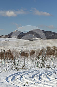 Landscape with vineyards, Slovacko, Southern Moravia, Czech Republic