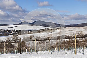 Landscape with vineyards, Slovacko, Southern Moravia, Czech Republic