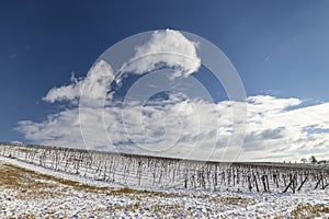 Landscape with vineyards, Slovacko, Southern Moravia, Czech Republic