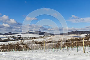 Landscape with vineyards, Slovacko, Southern Moravia, Czech Republic