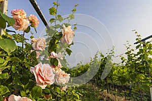 Landscape with vineyards, Slovacko, Southern Moravia, Czech Republic