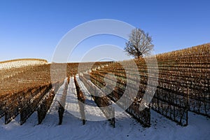 Landscape of vineyards in snow-covered Piedmont Langa