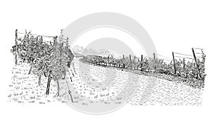 Landscape of vineyardwith and plantations. Vector illustration in sketch style isolated on white background