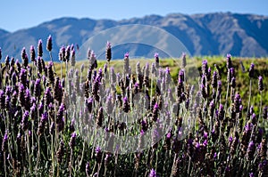 Landscape with violet purple blossoms and mountains in the background in Patagonia Argentina