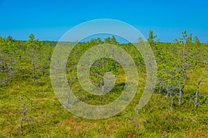 Landscape of Viru bog national park in Estonia