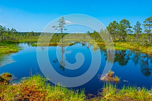 Landscape of Viru bog national park in Estonia