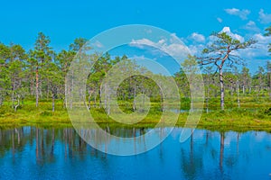 Landscape of Viru bog national park in Estonia