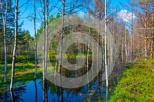 Landscape of Viru bog national park in Estonia