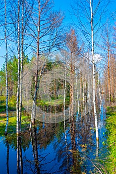 Landscape of Viru bog national park in Estonia