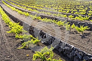 Landscape of volcanic vineyards of La Geria, Lanzarote, Canary Islands, Spain