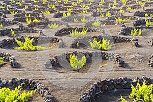 Landscape of volcanic vineyards of La Geria, Lanzarote, Canary Islands, Spain