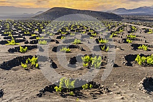 Landscape of volcanic vineyards of La Geria, Lanzarote, Canary Islands, Spain