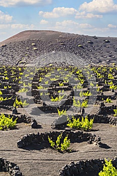 Landscape of volcanic vineyards of La Geria, Lanzarote, Canary Islands, Spain