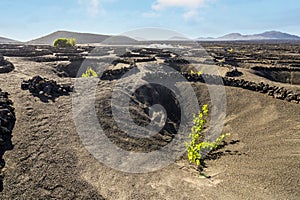 Landscape of volcanic vineyards of La Geria, Lanzarote, Canary Islands, Spain