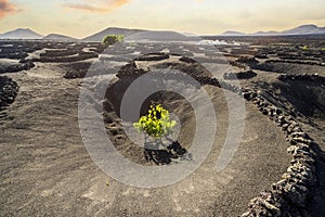 Landscape of volcanic vineyards of La Geria, Lanzarote, Canary Islands, Spain